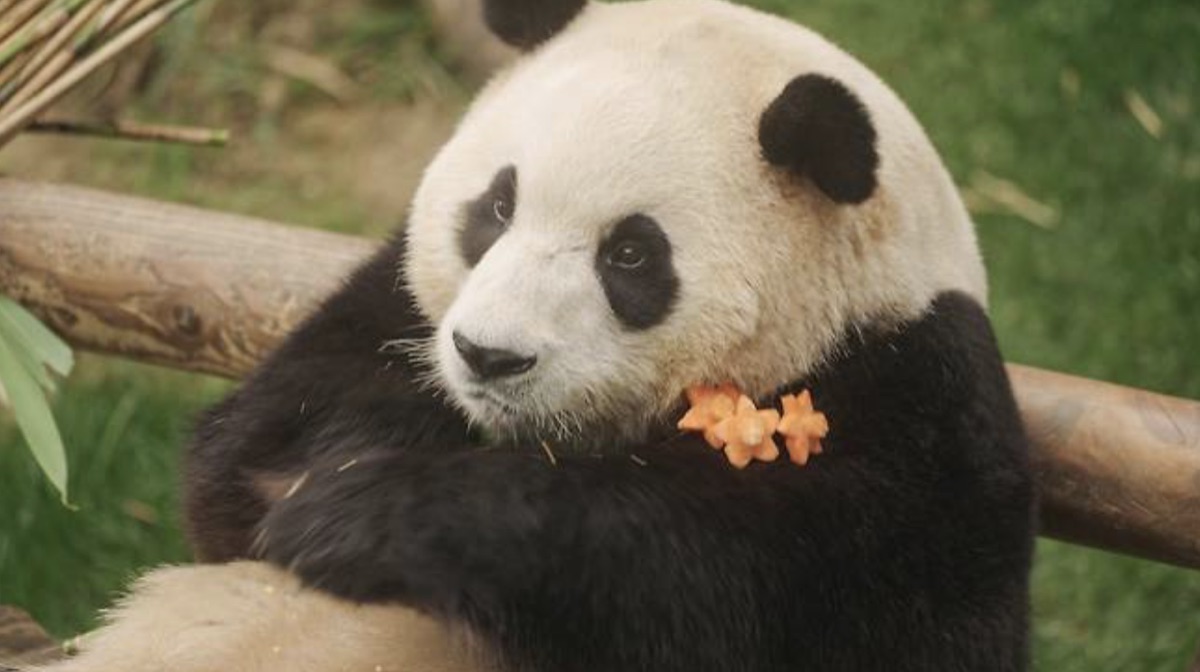 안녕, 할부지 푸바오